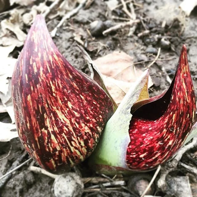 Skunk weed smells like well skunk but I learned it&rsquo;s one of the very first signs of a true spring #skunkweed #skunkweeds #spring #springiscoming #remedybydesign #blacksheepgerontologist