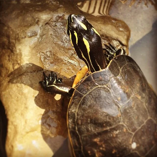 Class pet #covid therapy #sunshine #sunyoga #turtles #classpets #remedybydesign #blacksheepgerontologist