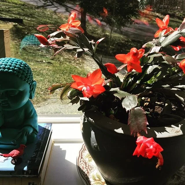 May we find sunshine in the darkness #sun #spring #covid #covid_19 #coronavirus #remedybydesign #blacksheepgerontologist