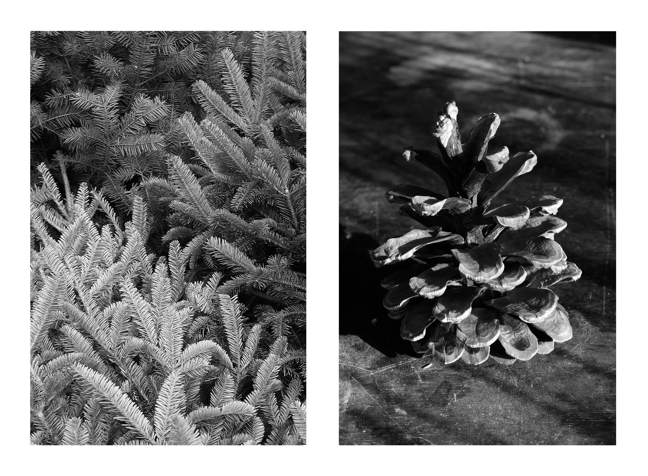 Fir Trees & Pinecone