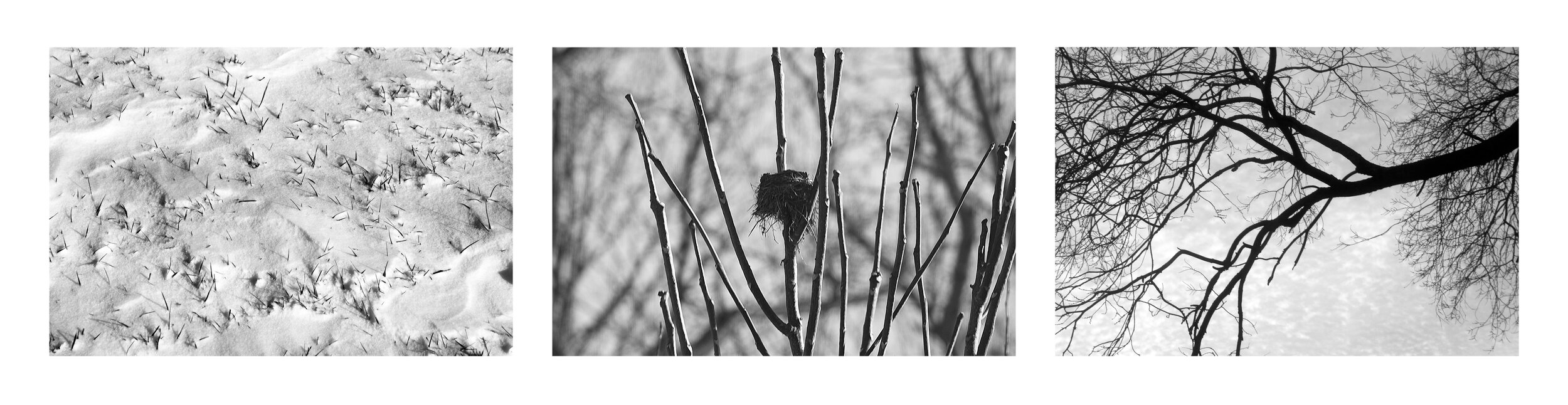 Snow, Nest, Tree