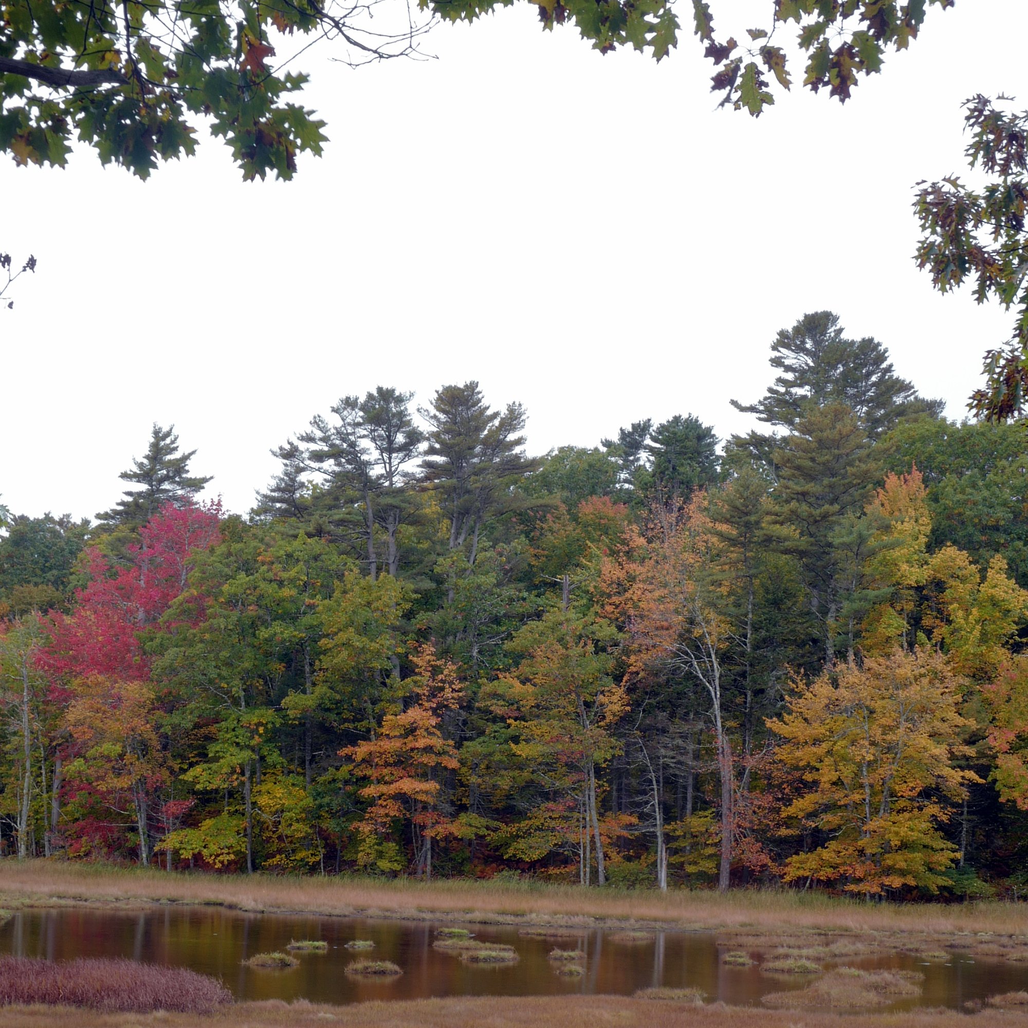 L1020940 - Cropped 1 - 2000 on Vertical.jpg