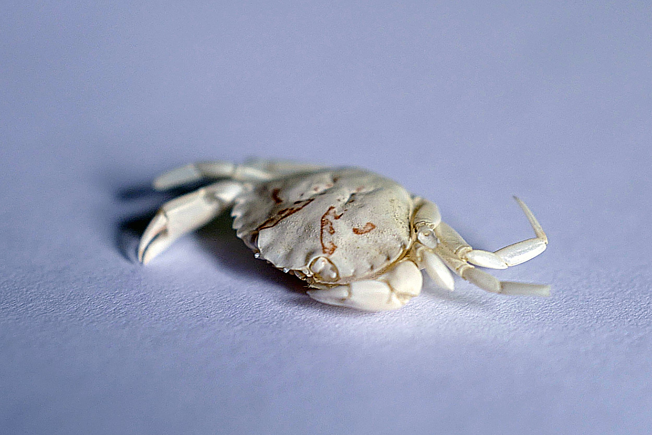 Baby Crab