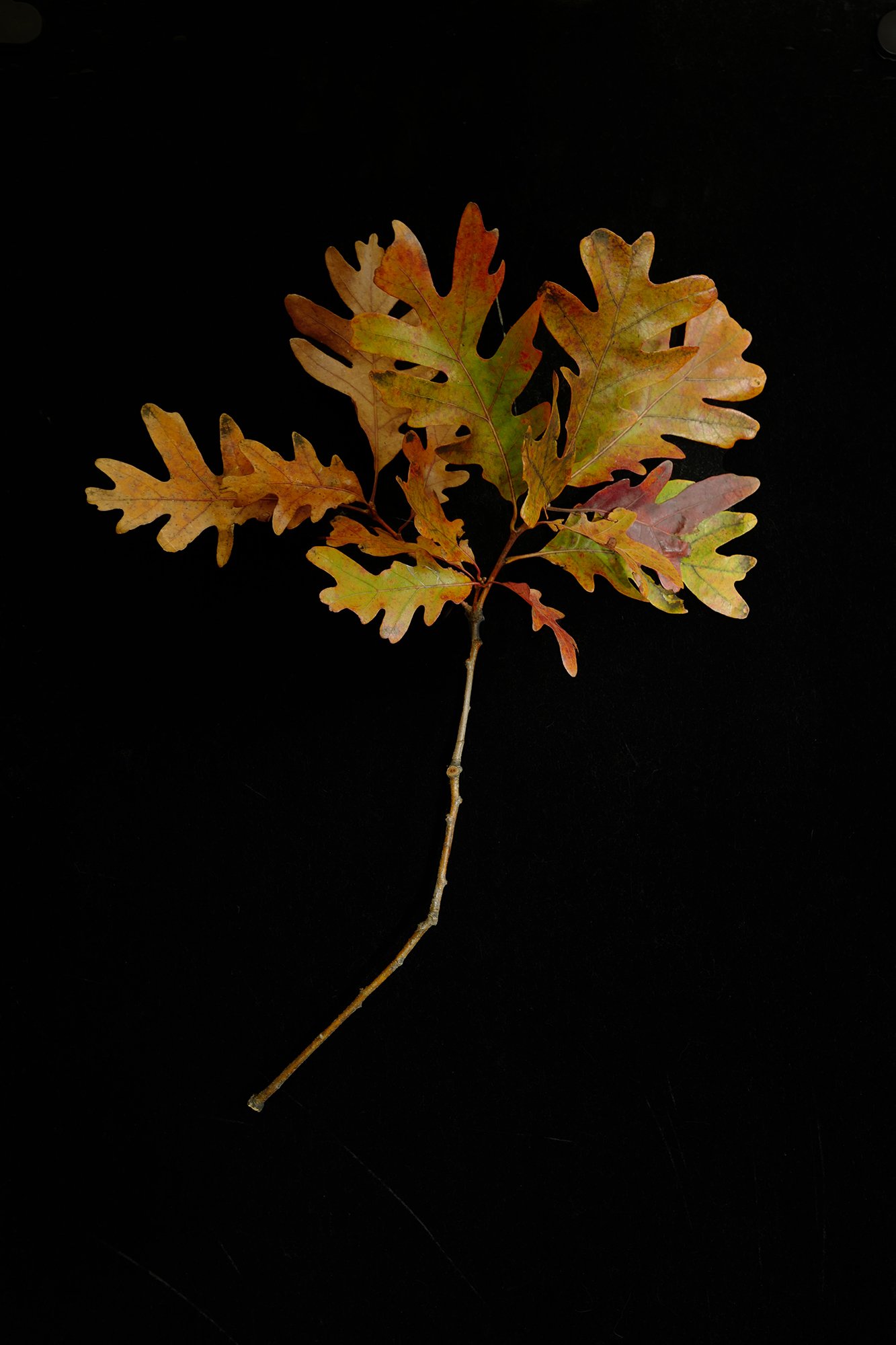 Autumn Oak Leaves