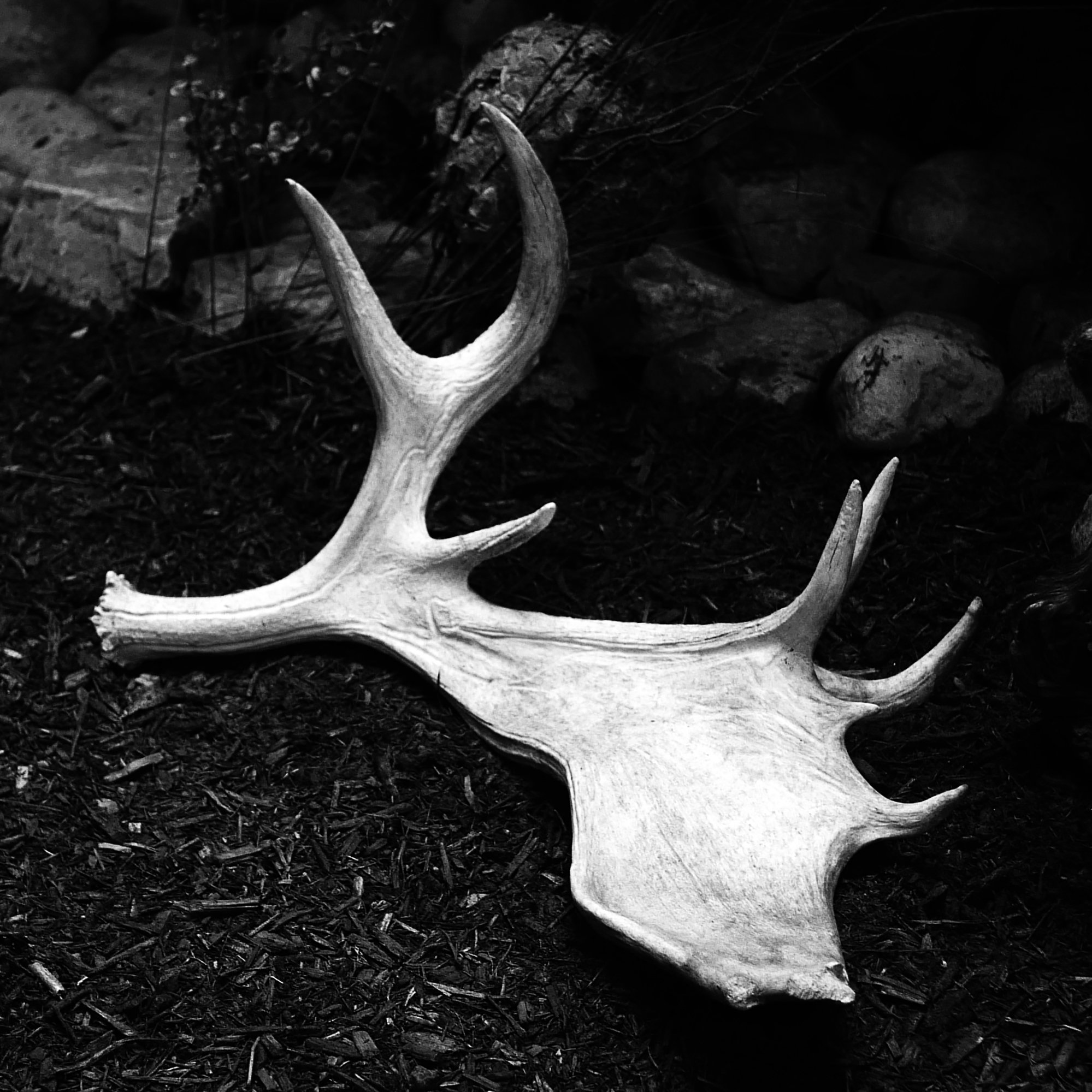 L1030024 - Cropped - Contrast 100 - BW - Remains:Remant of a Moose copy.jpg