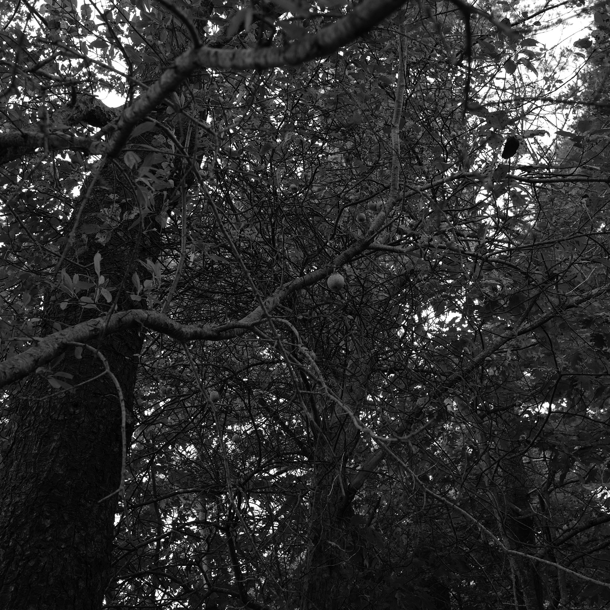 L1020231 - Cropped - BW - 2000 on Vertical.jpg