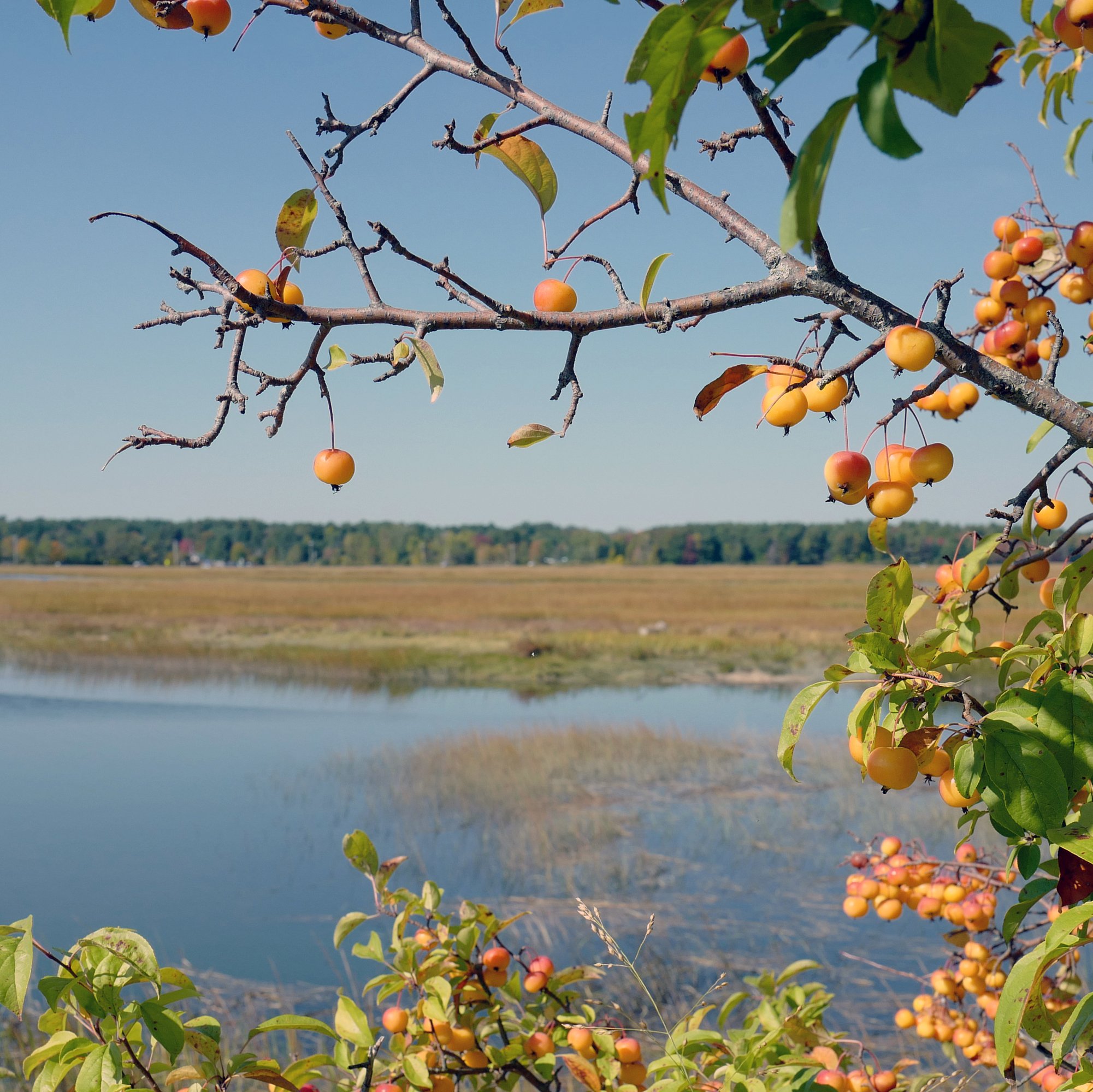 Scarborough Marsh