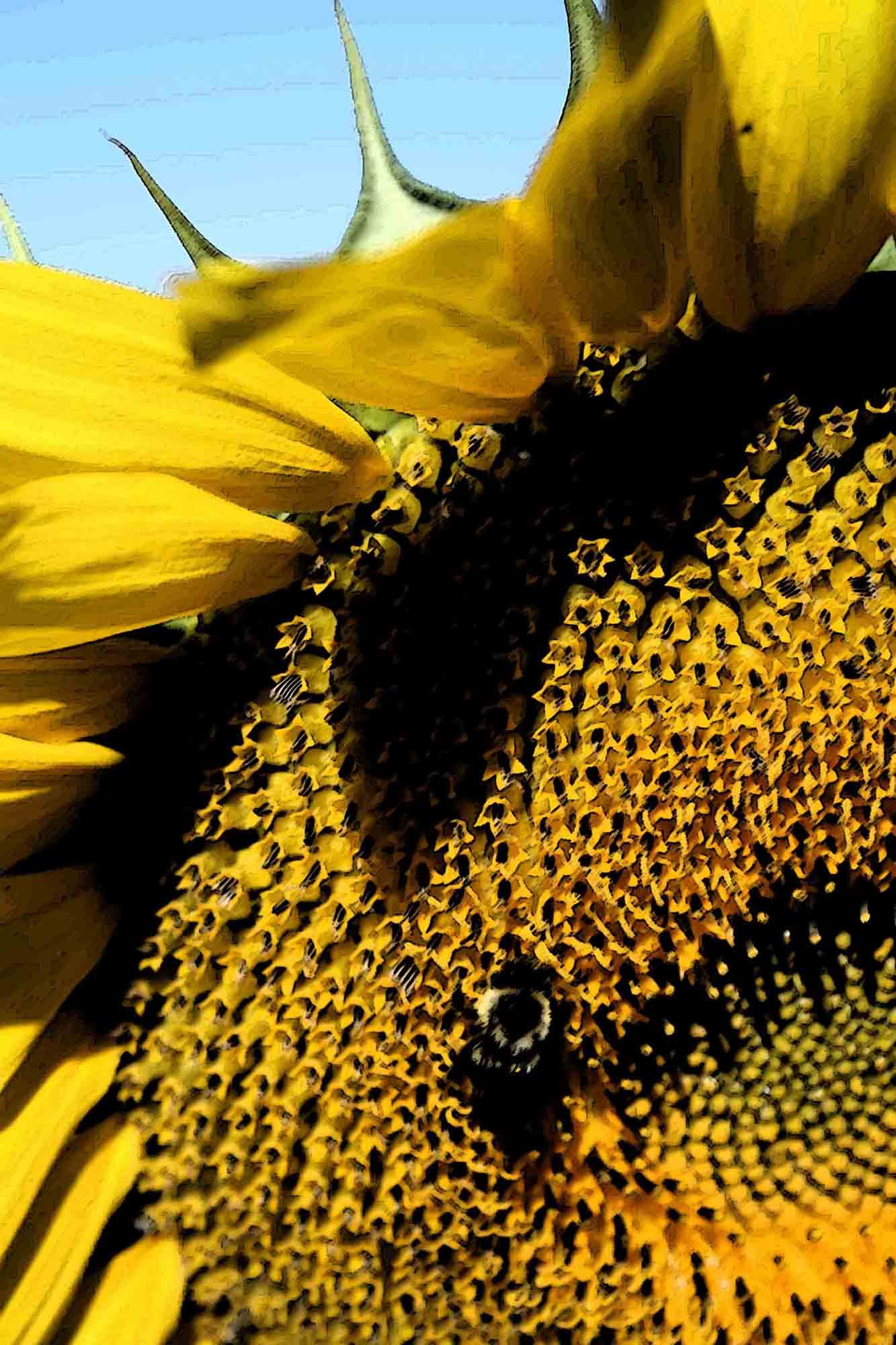 Sumi-e Sunflower copy.jpg