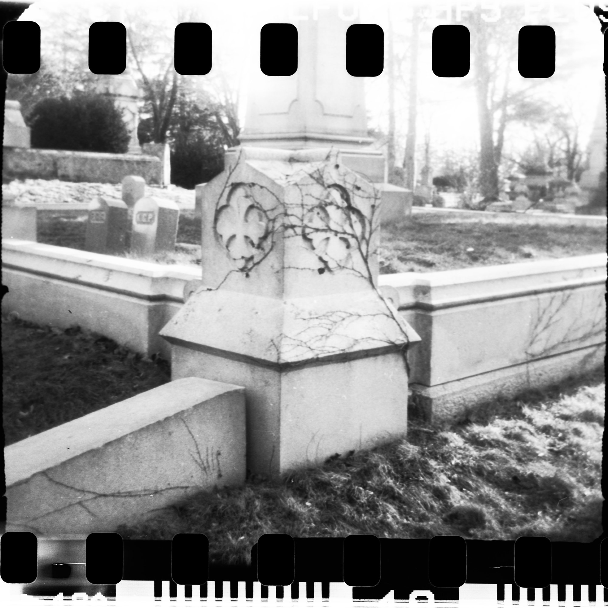 Vines - Evergreen Cemetery