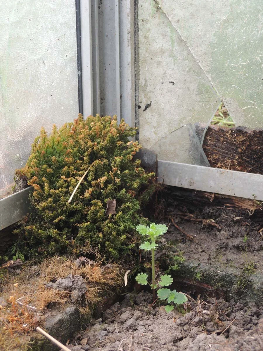   Angelika Weingardt   drinnendraussen 