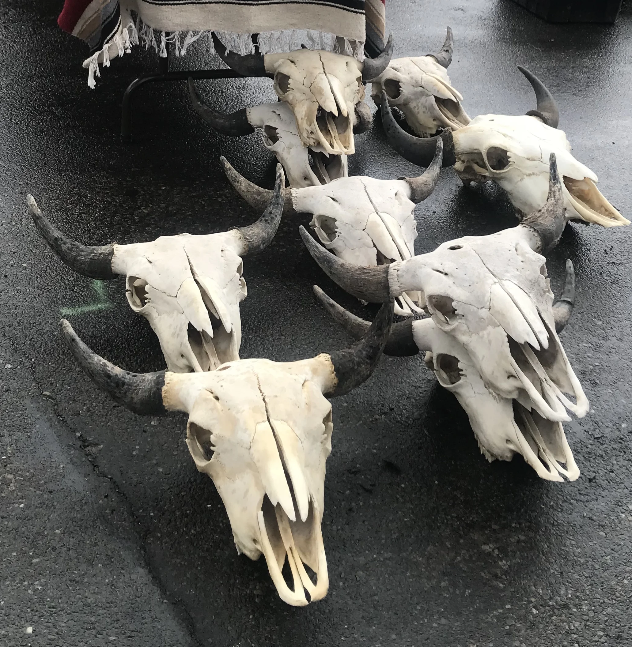buffalo skulls for sale, Jackson Hole summer '18