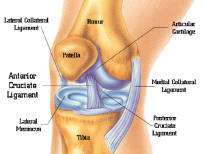 knee-anatomy.png