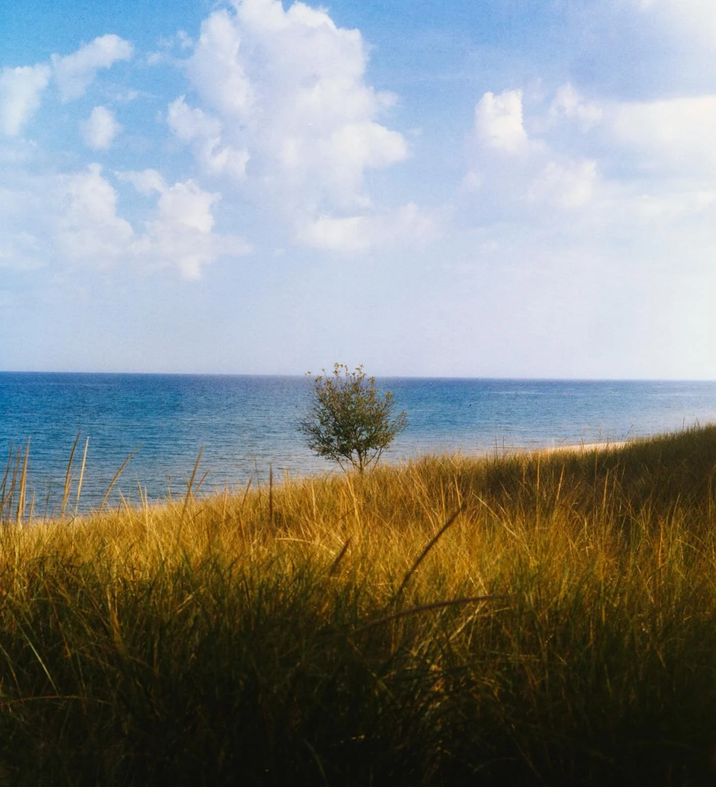 Let&rsquo;s hear it for individual tree photography. I call this one &ldquo;Tree, Coastline, Sky.&rdquo; I won&rsquo;t tell you why, you&rsquo;re going to have to figure it out yourself. 
Shout out to @harman_phoenix200 , I love your v2!

📸: Rolleif