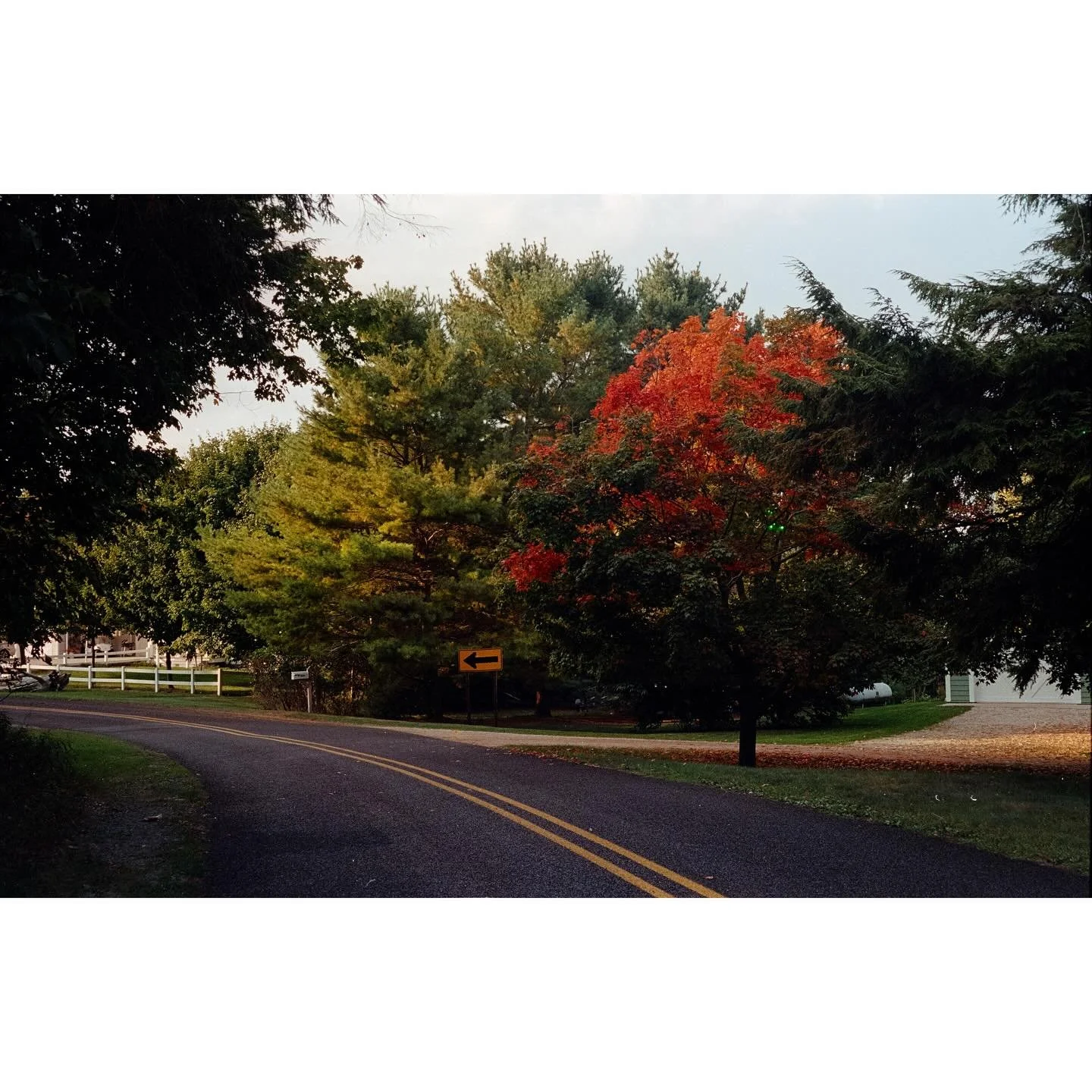 The first red tree I saw this autumn. There&rsquo;s been a few more since then. 

📸: Leica M3
🎞️: Portra 800

@thekodakmag @kodakprofessional #filmphotography #landscapephotographer #fallphotography #kodakportra #kodakportra800 #analogcamera #analo