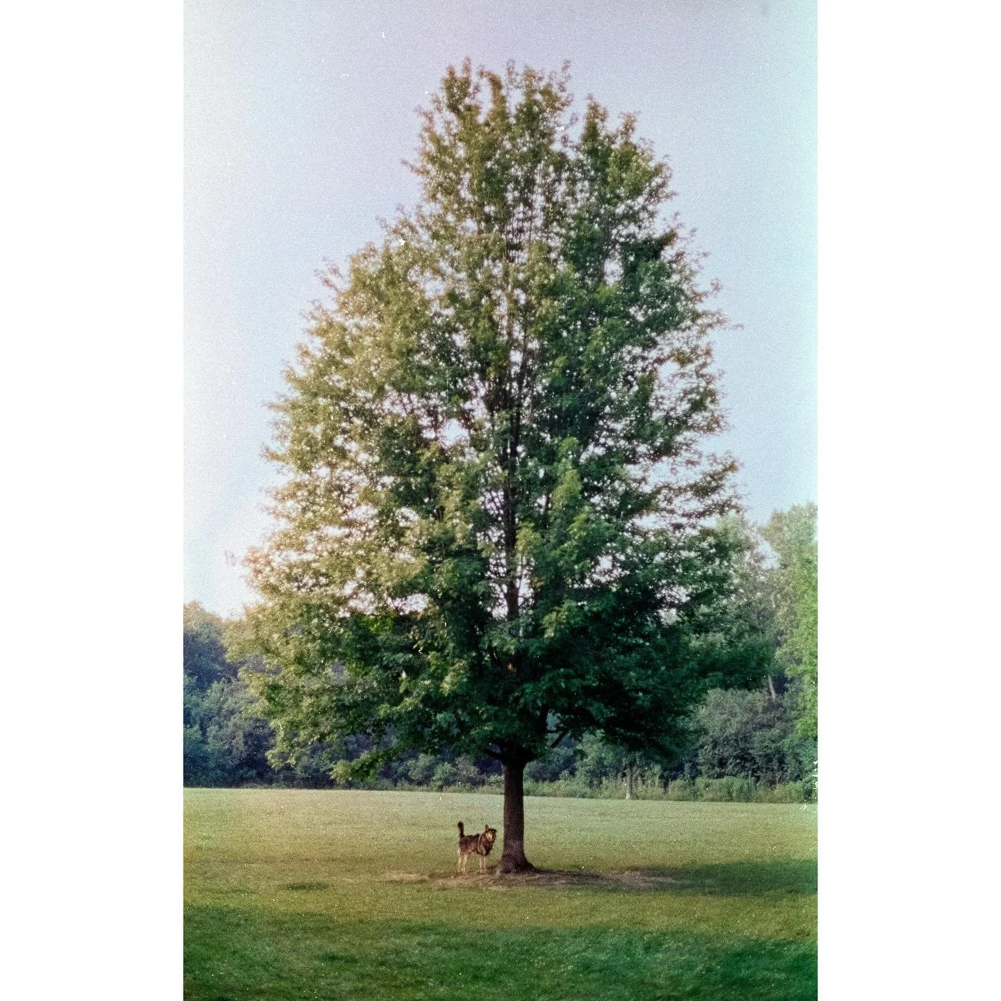 The dog days of summer &hellip; I got around to trying Harman Phoenix&rsquo;s second version and I rather like the result. :)

📸: Canon ae-1 
🎞️: Harman Phoenix 2
👨&zwj;🔬: Cs41

@ilfordphoto @harmanphoto #harmanphoenix200 #harmanphoenix2 #filmpho