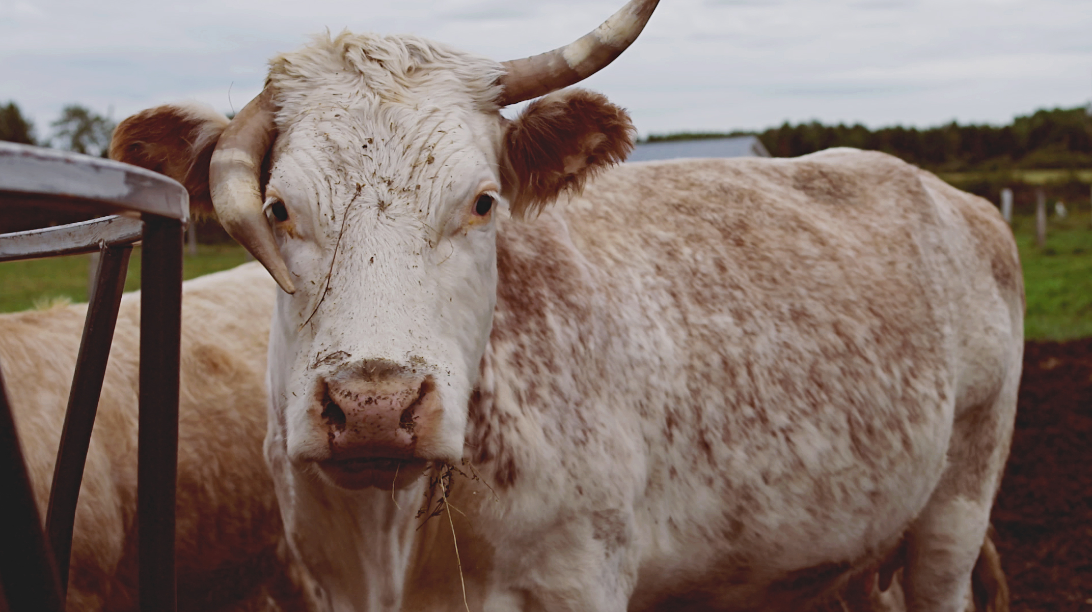 gardemanger_ep02_vache_guylaine tremblay.jpg