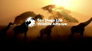 San Diego Zoo-Wildlife Alliance