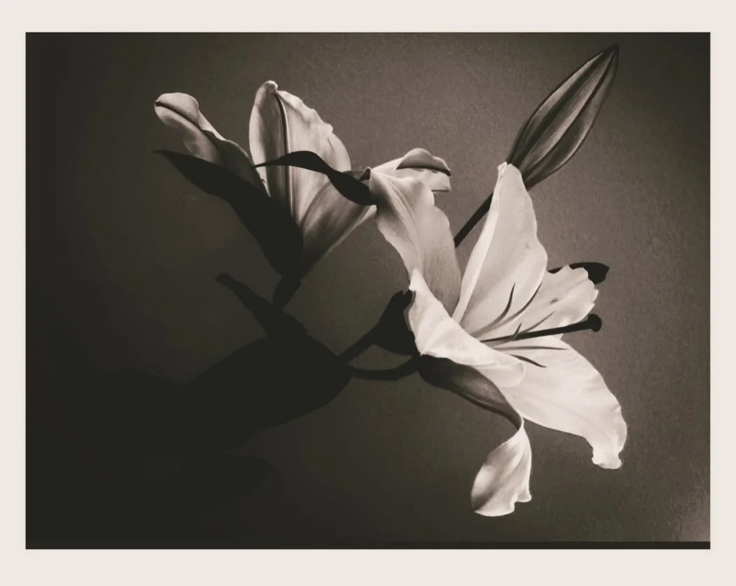 2016 🥀 
studies of florals 
📸: me x 
.
.
.
.
.
.
#florals #photography #2016 #floralstudies 
#botanic