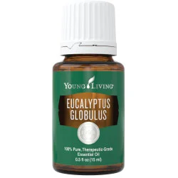 eucalyptus globulus.jpg