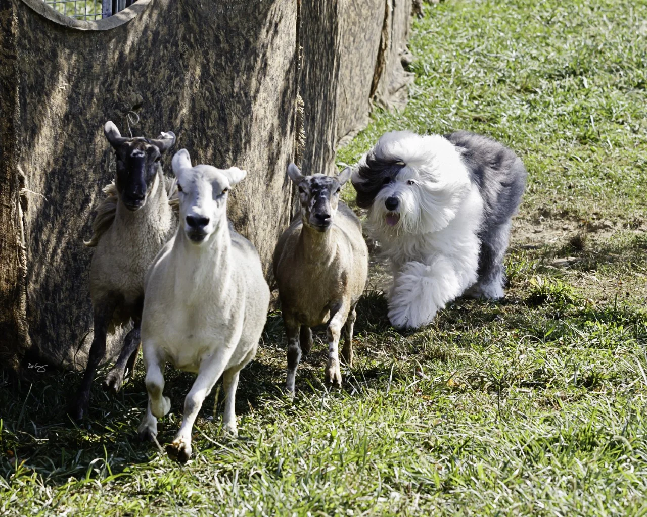 thumbnail_Bert herding.jpg