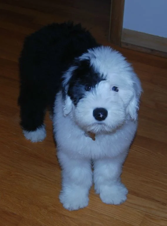 3 month old Bert.JPG