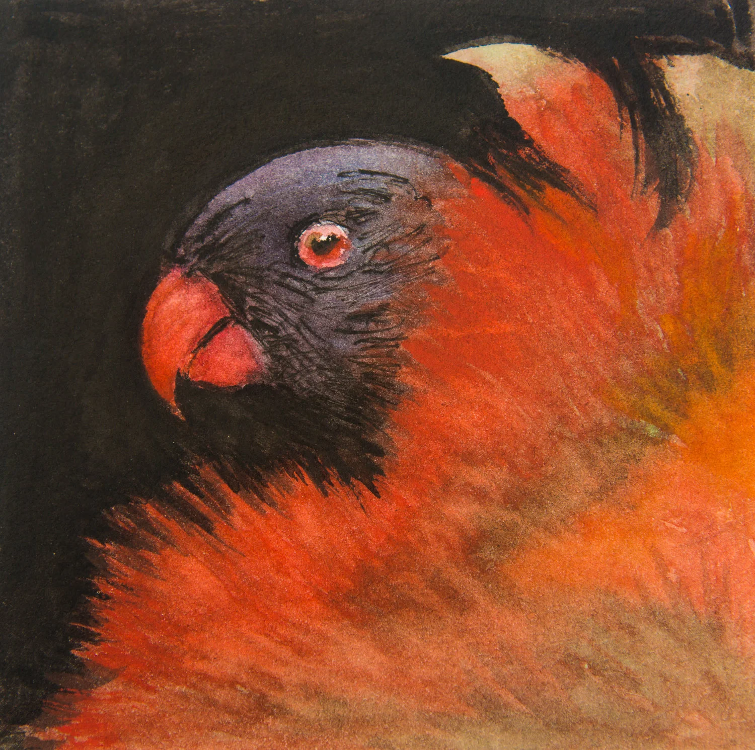 lorikeetsmall.jpg