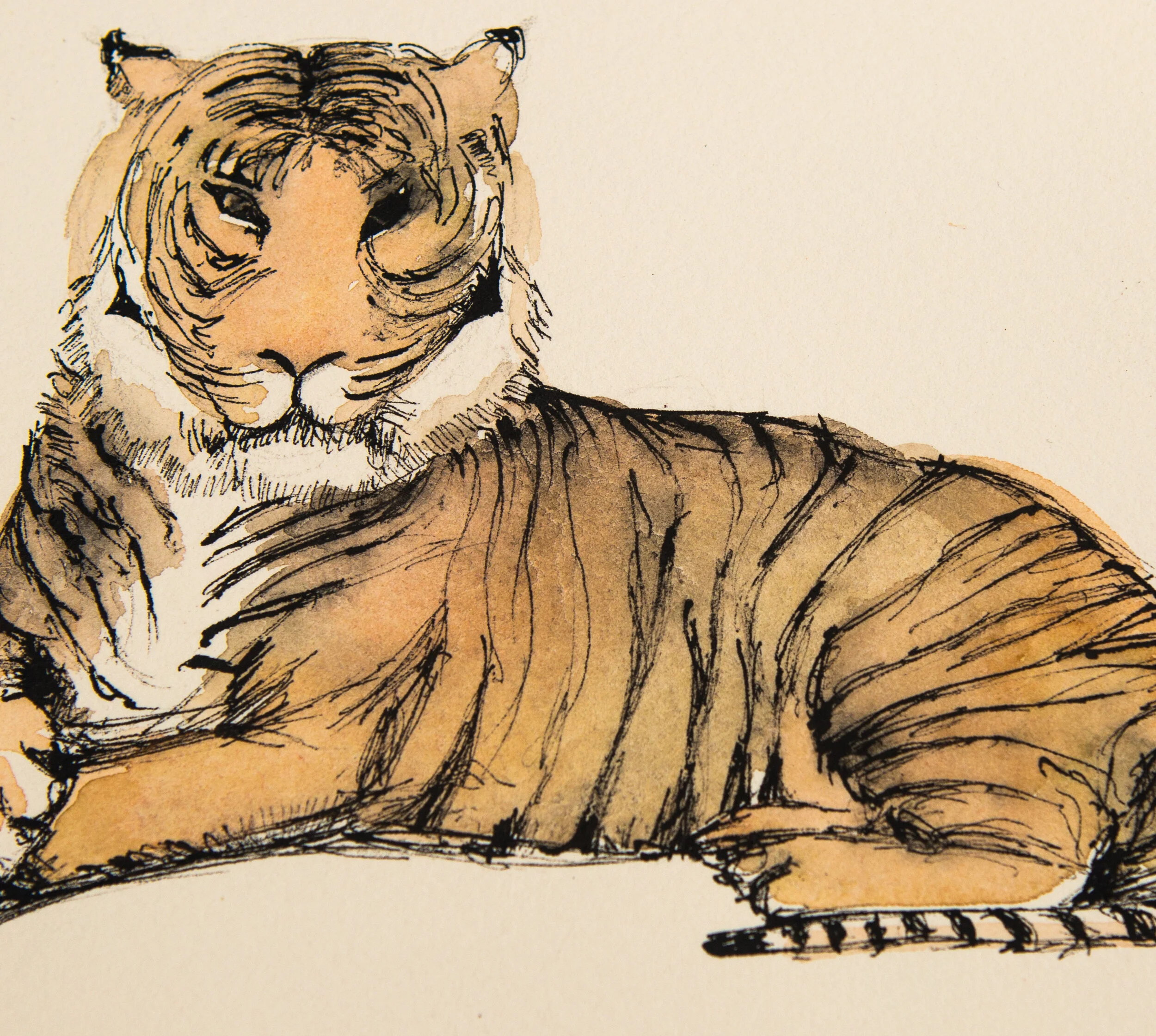 tiger.jpg