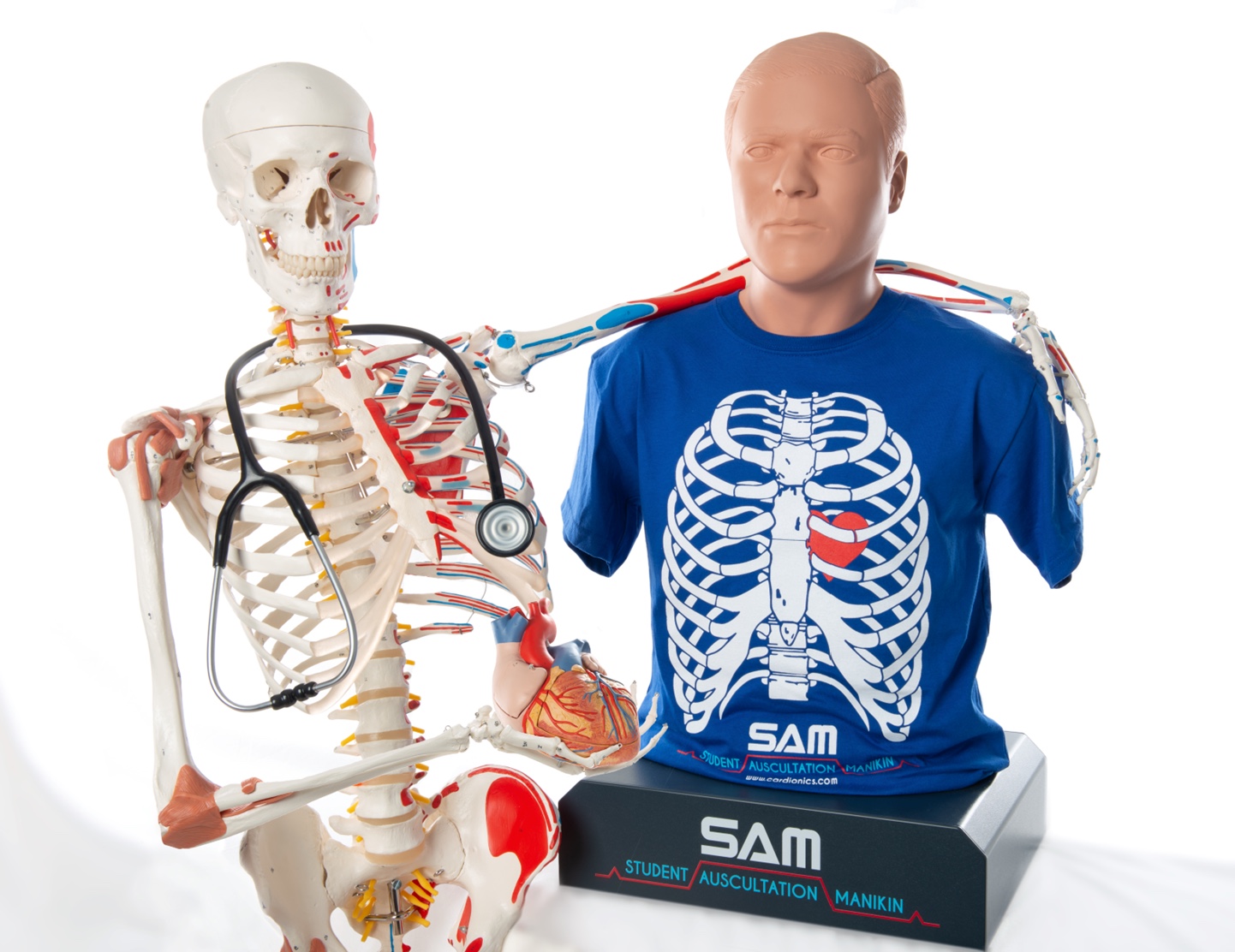 3B-Scientific-Acquires-Cardionics.jpeg