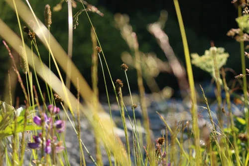Gavin Photo CEOL grasses.jpeg