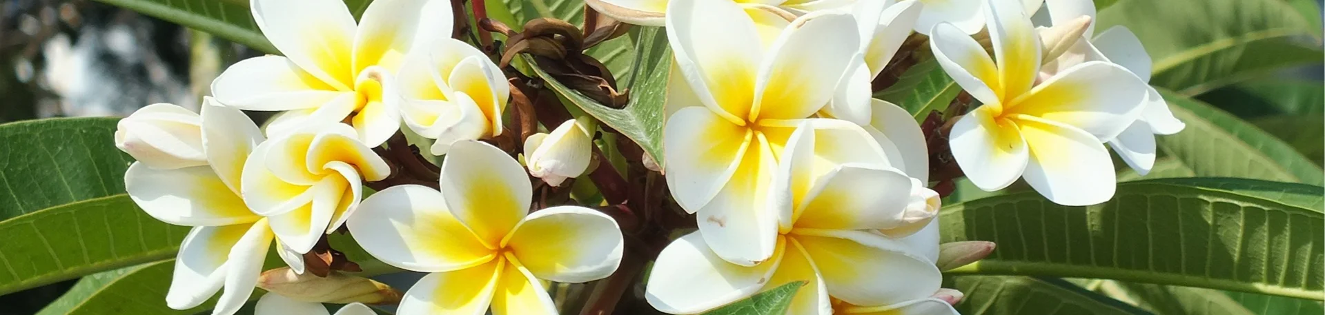 plumeria-829326_1920.jpg