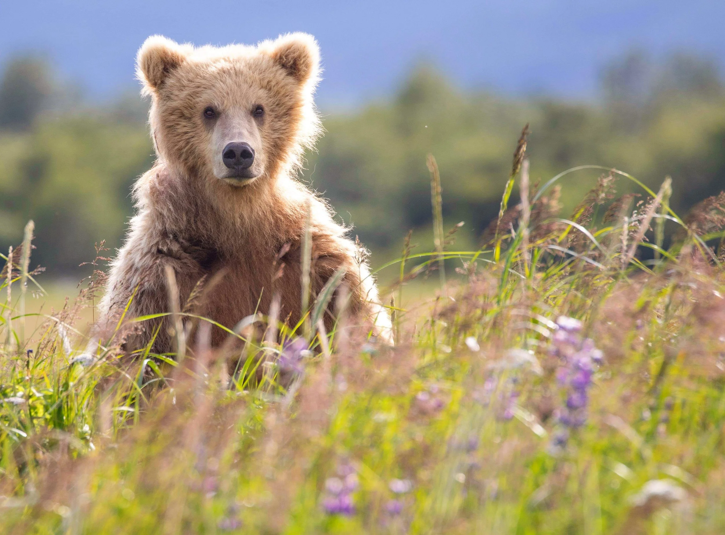 The Bear and Periods Myth