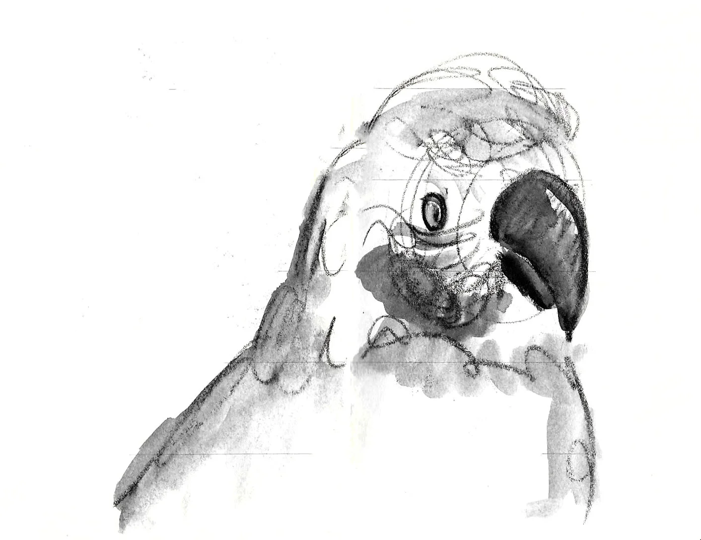 vcoyne parrot2.jpg