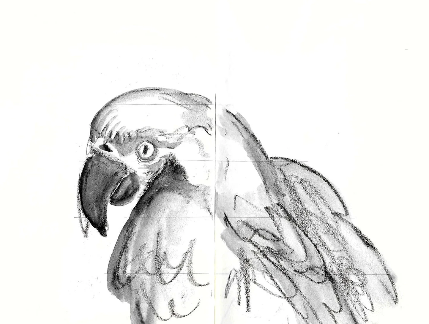 vcoyne parrot3.jpg
