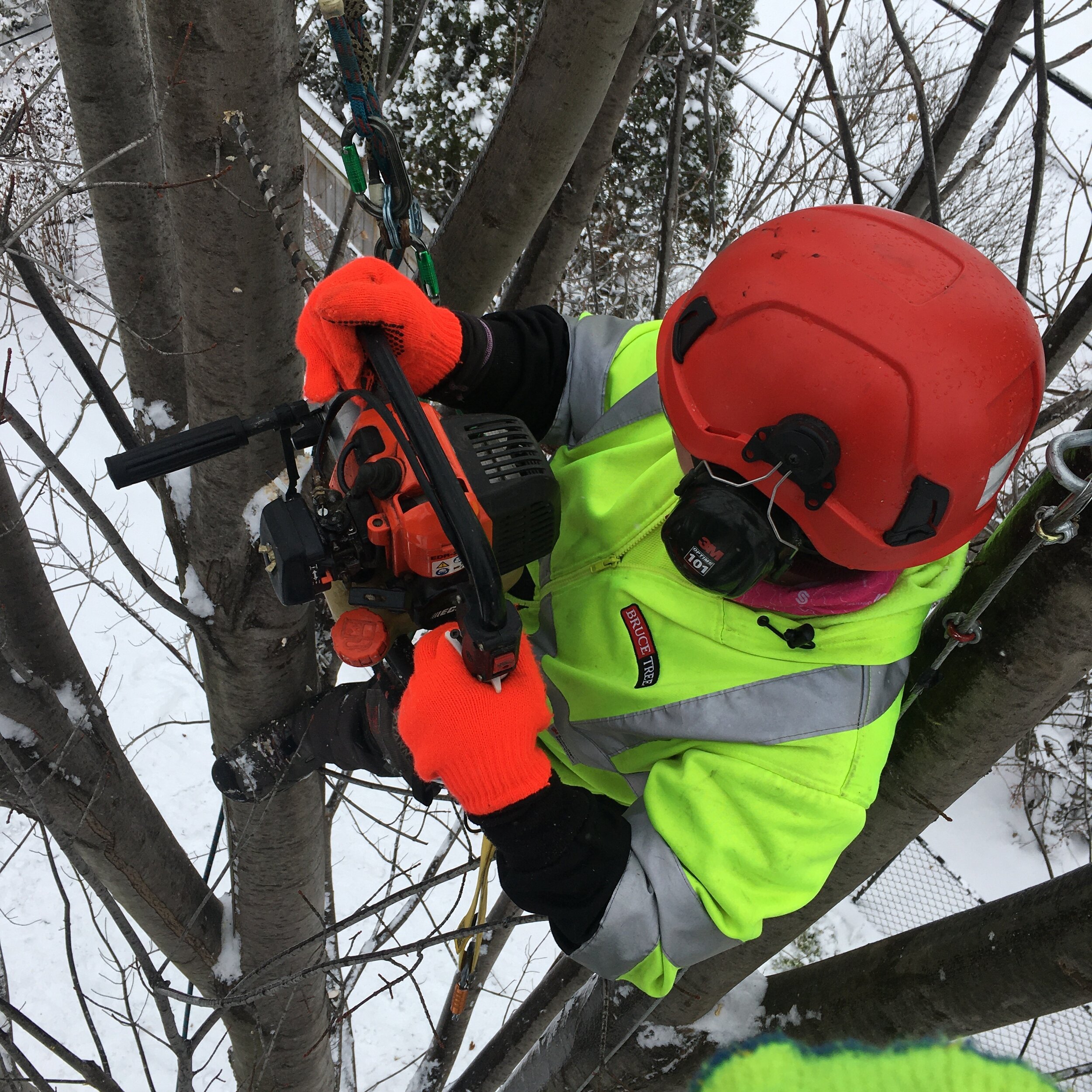  Morgan drilling a hole for the installation of a cable in a Freeman maple. 