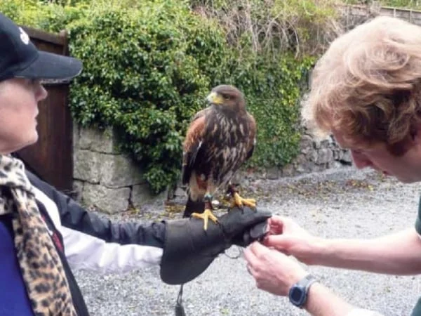 hawk-walk4.jpg