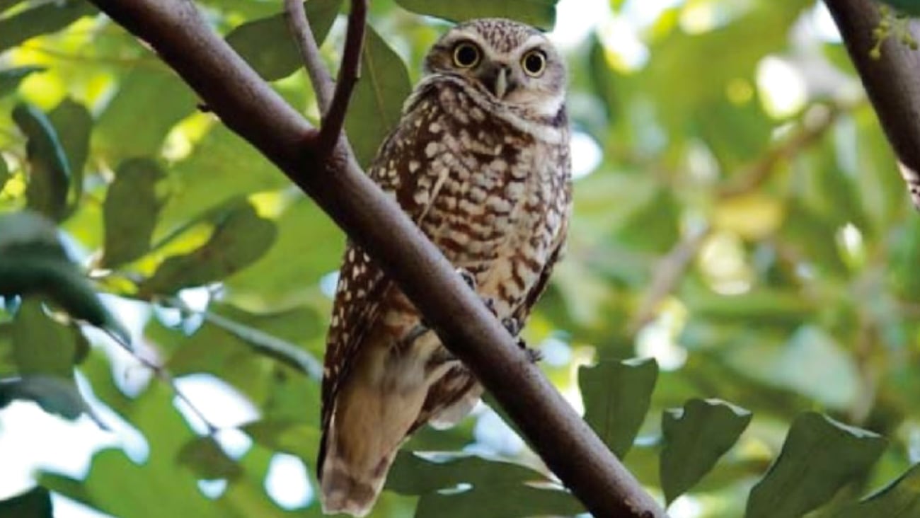 owl@2x.jpg
