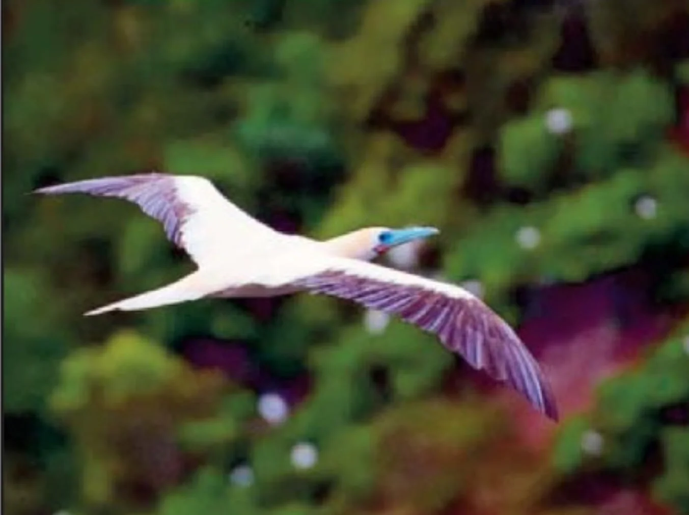 YOUNG BIRDERS: Birding the Kilauea Point National Wildlife Refuge in Kauai and My Interview with Seabird Biologist André Raine