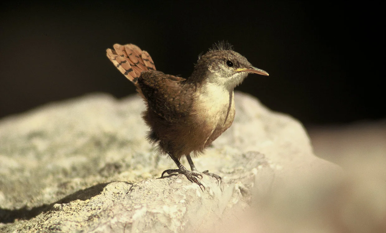 Canyon Wren