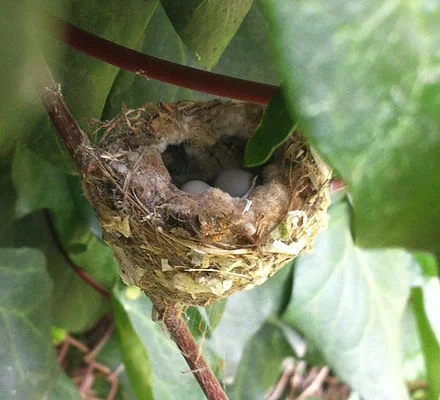 hummer-nest.jpg