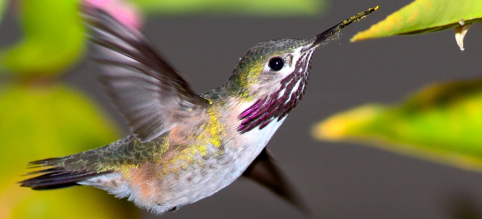 calliope-hummingbird.jpg