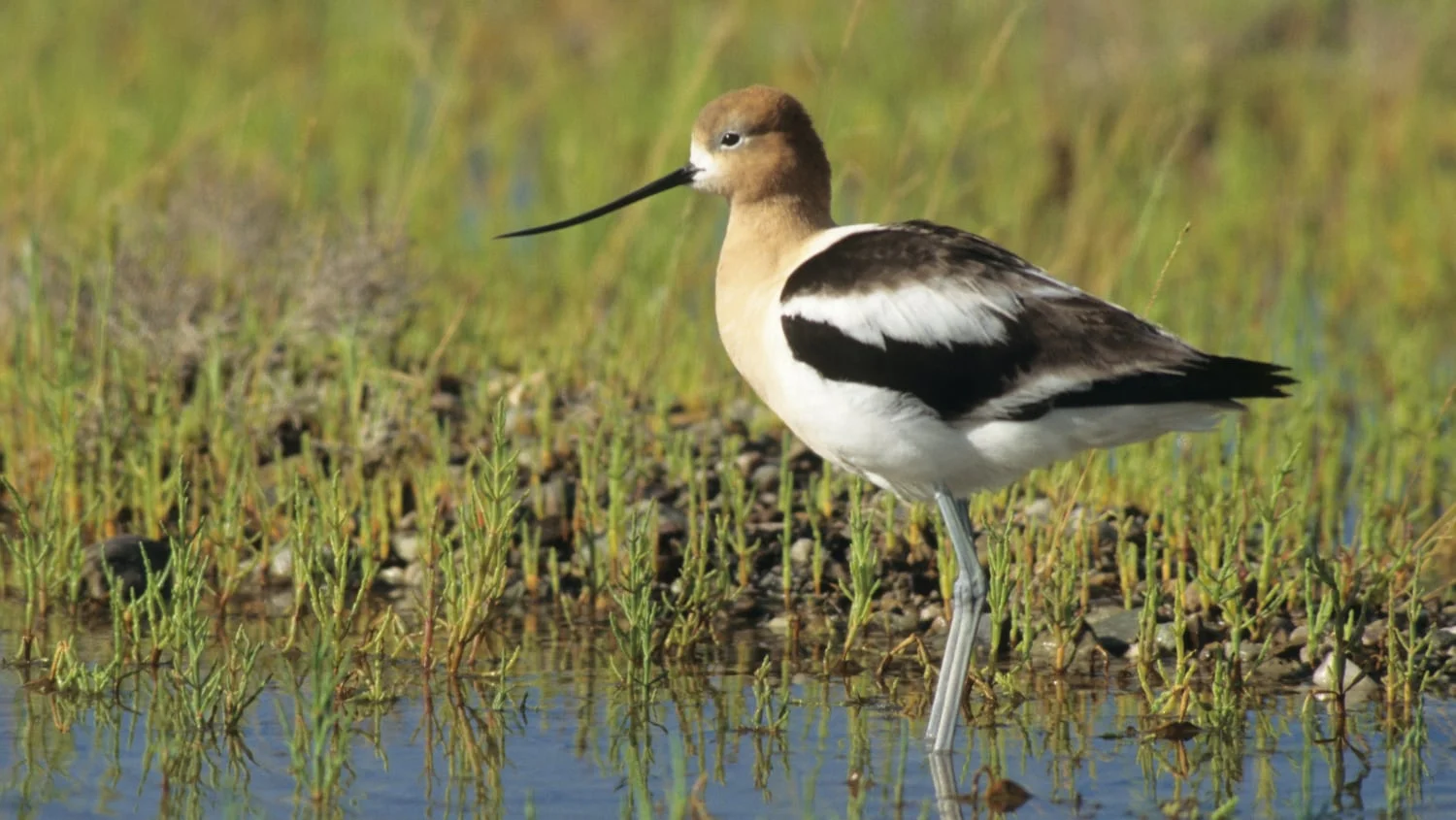 American Avocet at Ballona Wetlands Ecological Reserve