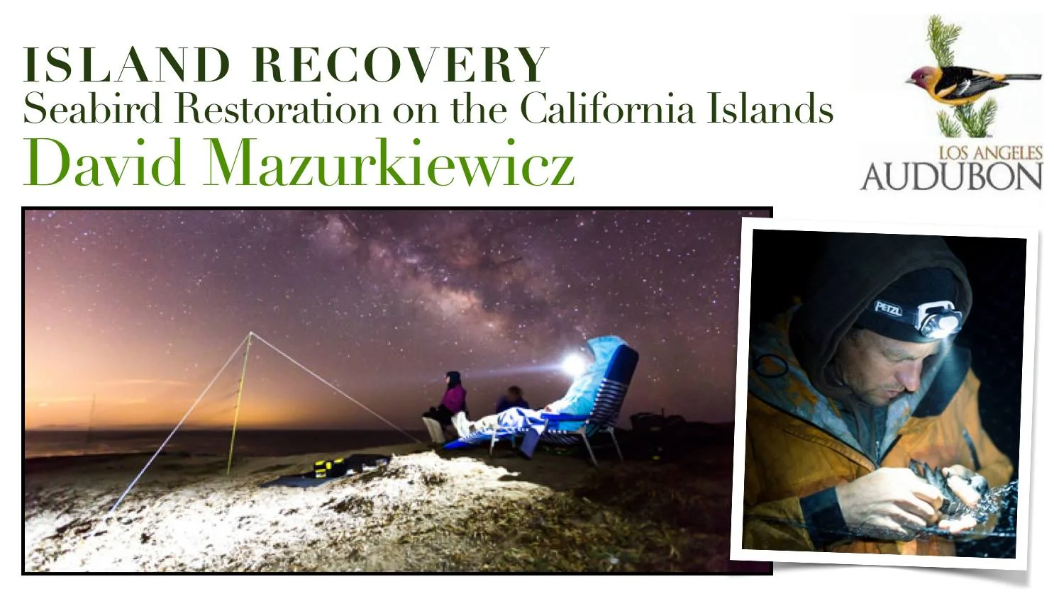 Seabirds on the California Islands - David Mazurkiewicz