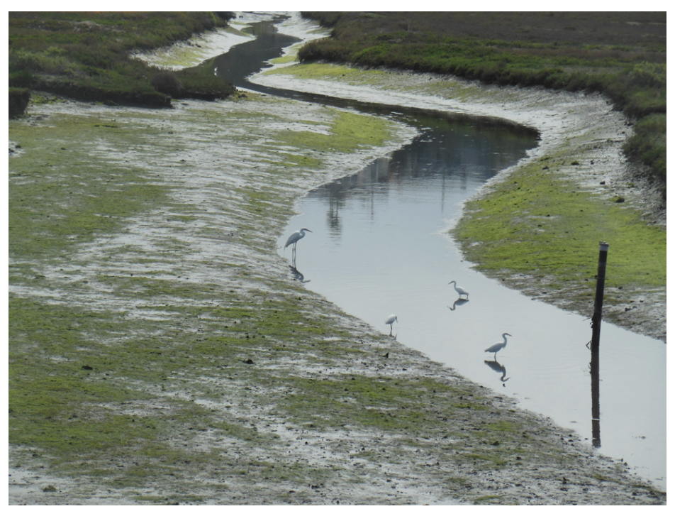 2nd Sunday–Open Wetlands at Ballona Salt Marsh