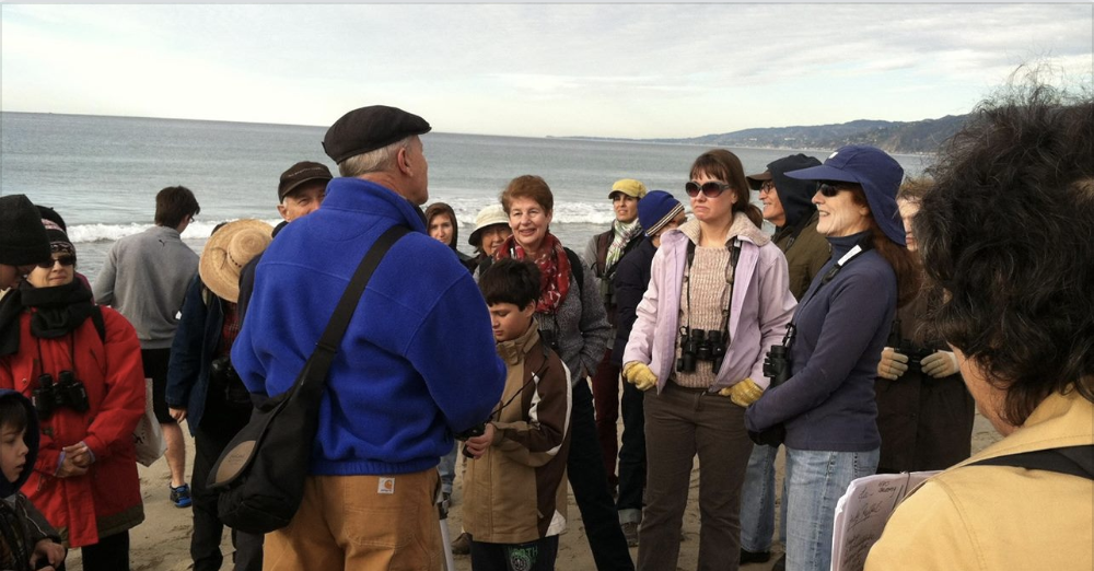 Snowy Plover Beach Walk