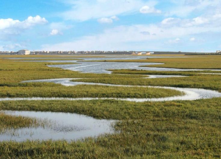 CANCELLED: Seal Beach National Wildlife Refuge