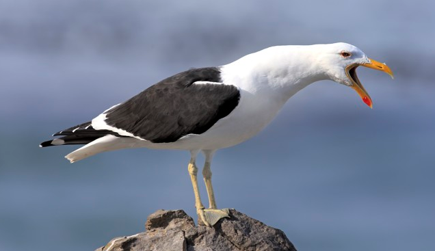 Gull Study Workshop - Lecture
