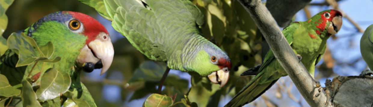 Chasing Parrots in Pasadena