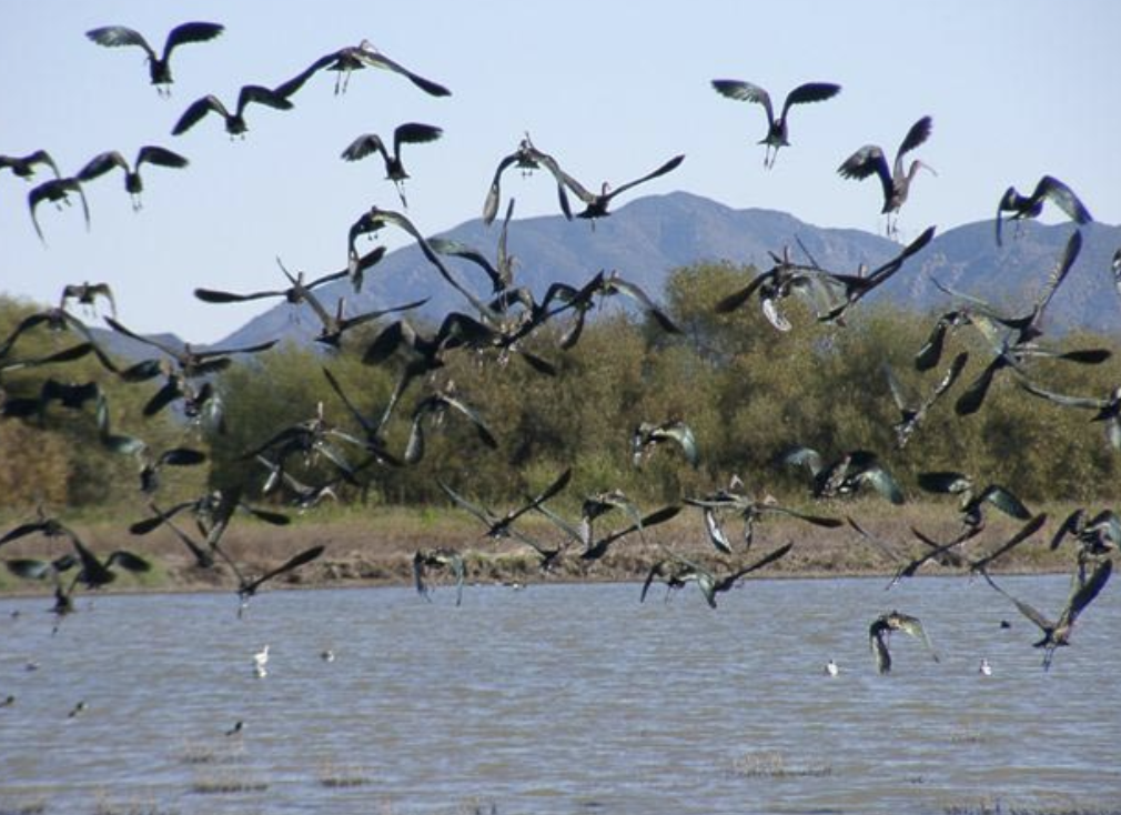 Birding at Ventura County Game Preserve