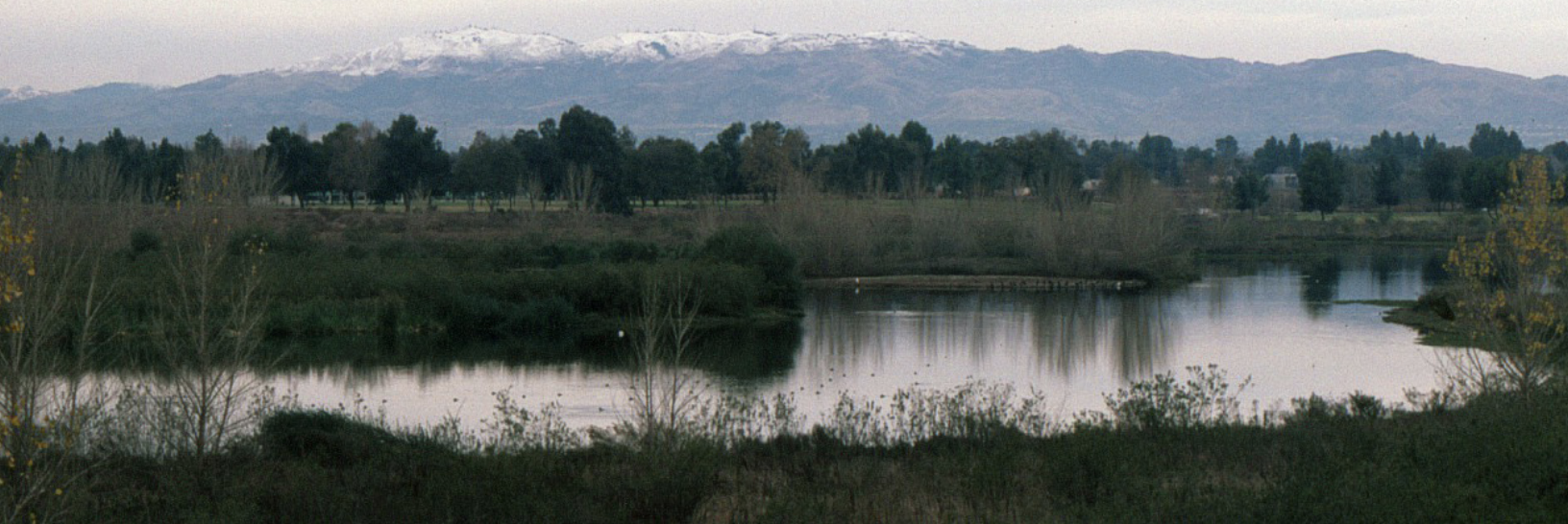Birding at Sepulveda Basin Wildlife Area