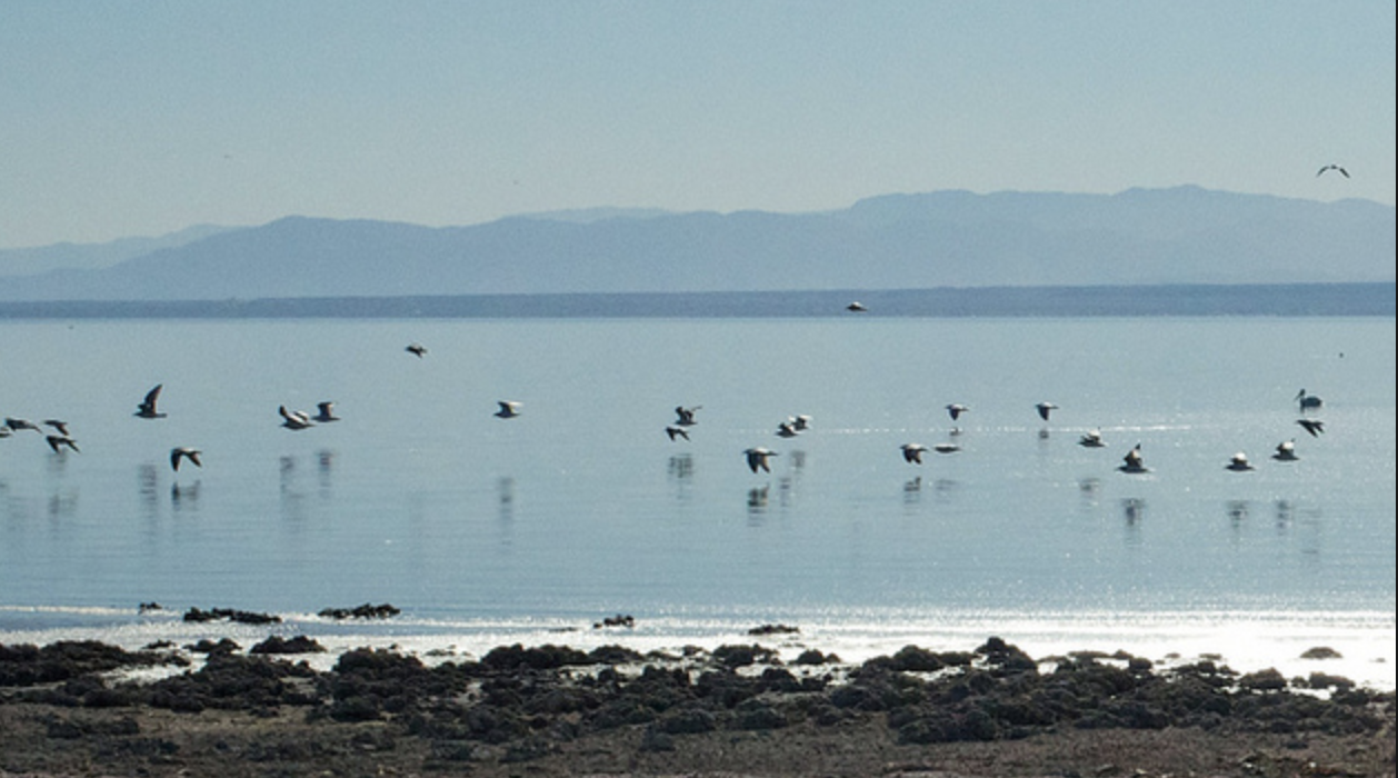 Birding at Salton Sea South